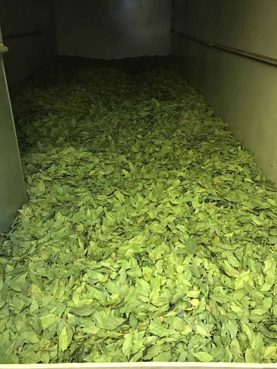 BAY LEAVES PROCESSING